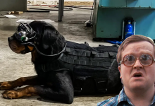 Photo of Doggles: Las gafas de realidad mixta para perros