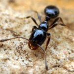 Micro Monsters David Attenborough Ant